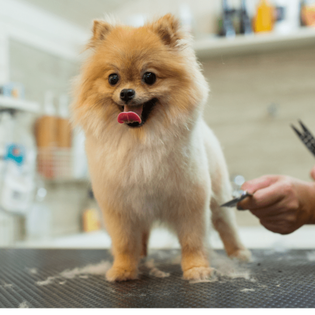 Small Dog Haircut (>25lbs) at Pitzers Paws Grooming in live oak, FL