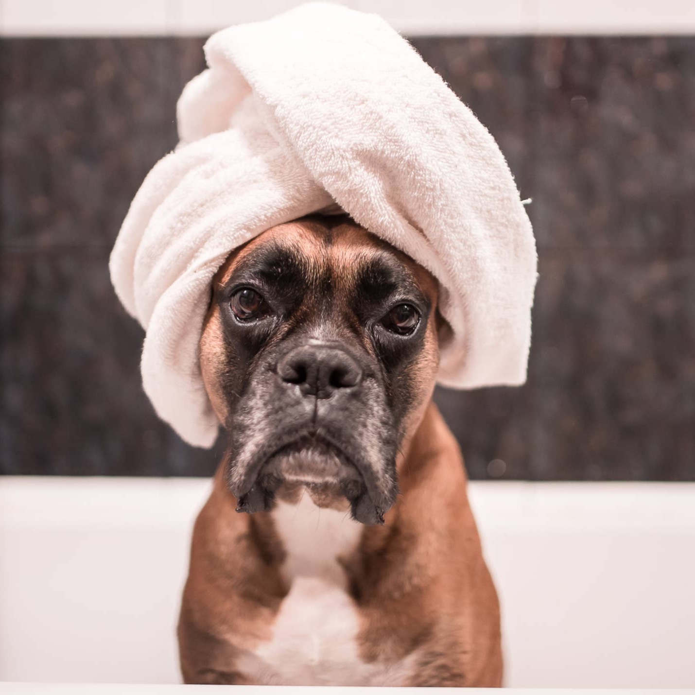 Boxer BBN at The Groom Room in Hope Mills, NC