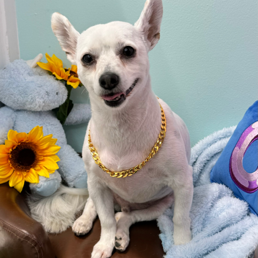 Small Doggy Bath at Dog grooming by loreena and spa in Charlotte, NC