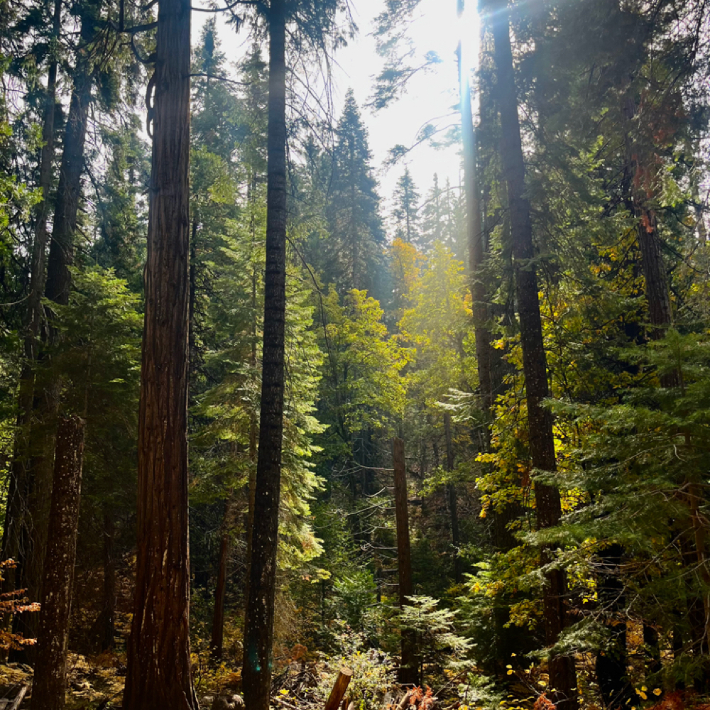 Express “Root” Facial at The Skin Preserve in Severna park, MD