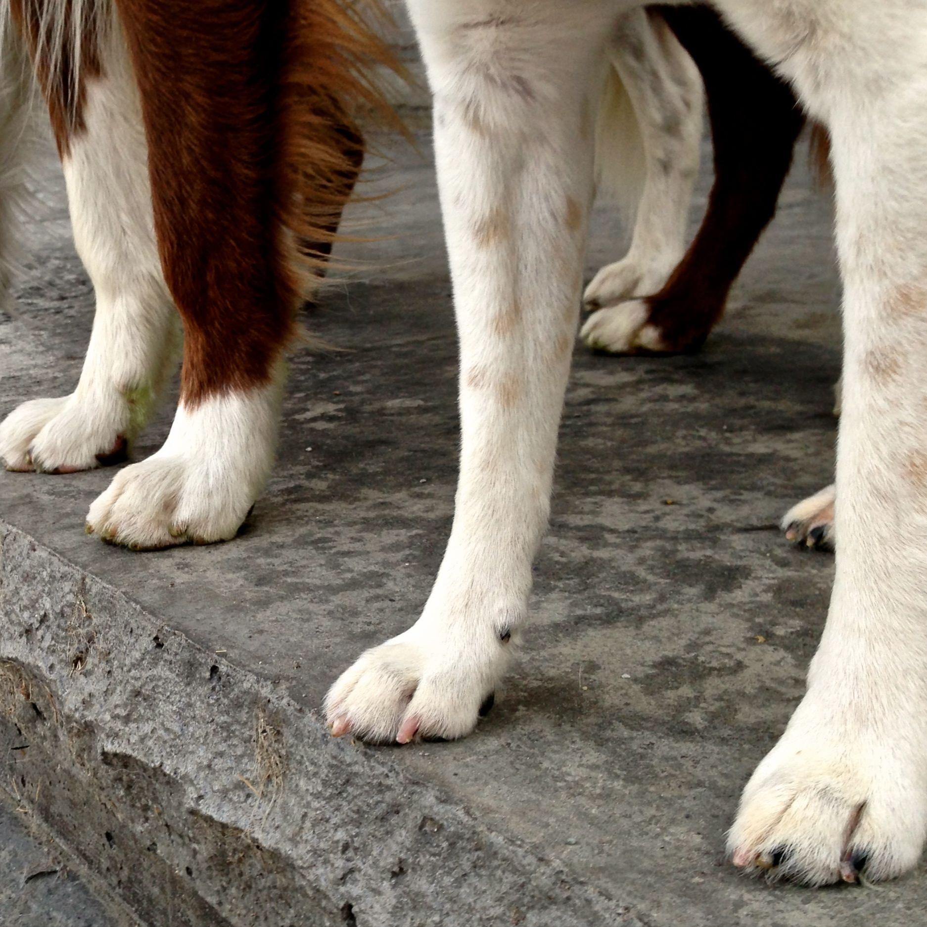 Nail Trim at Tuolumne Tails Grooming in Tuolumne, CA