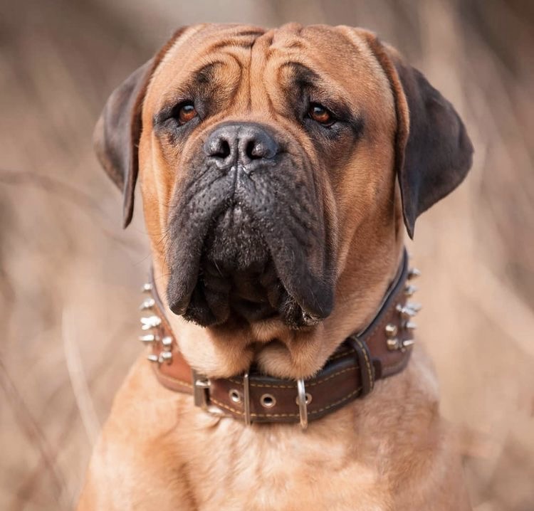 Bullmastiff - Bath & Fluff