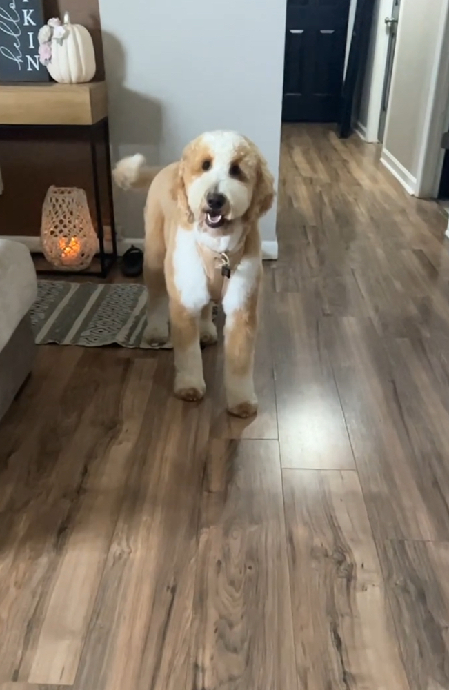 Gentle Giant Groom