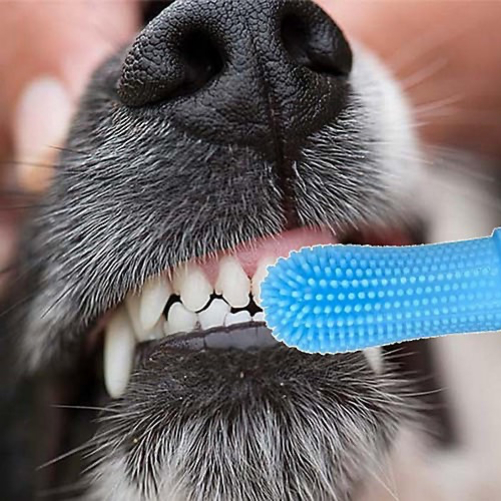 Teeth Brush at Holypawzgrooming in Highland, CA