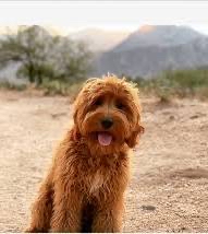 Golden Doodle Bath