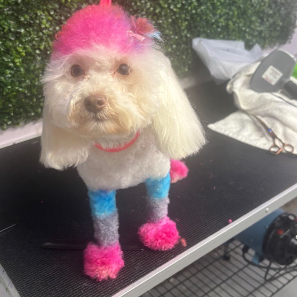 Dog Groom With Dye at Angels Touch Doggy Salon in Milwaukee, WI