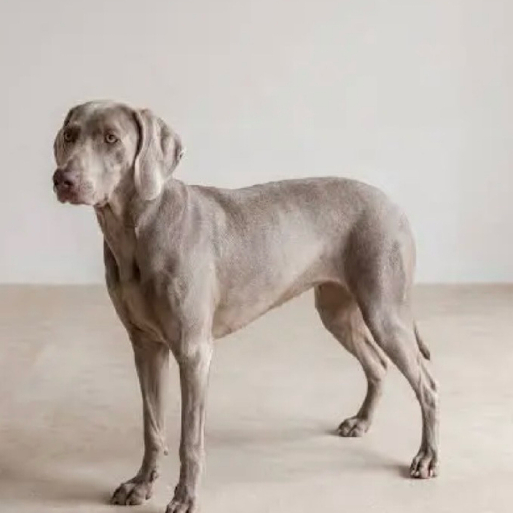 Weimerainer/Vizla/Pointer at Saltypaw Dog Grooming in Kalama, WA
