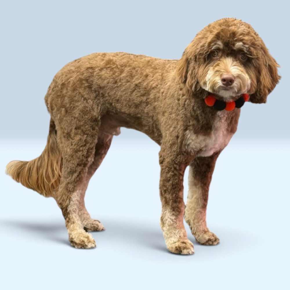 Medium Doodle 20-40lbs at The Pretty Pup Parlor in Rayville, LA