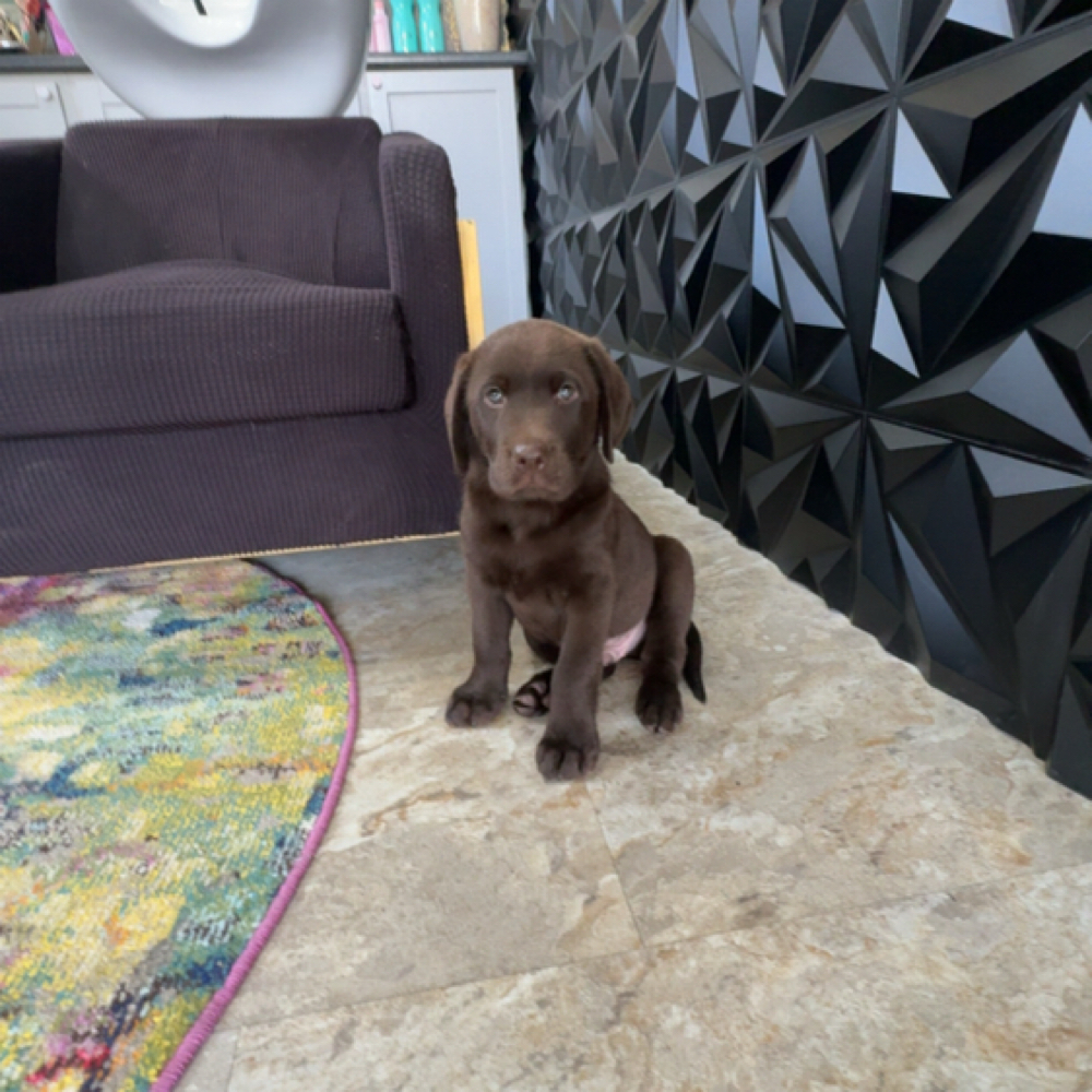 The Kids Cut at A Touch Of Ash Hair Studio in Saxton/Chambersburg, PA