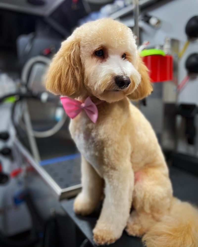 Full Lux Pupparazzi