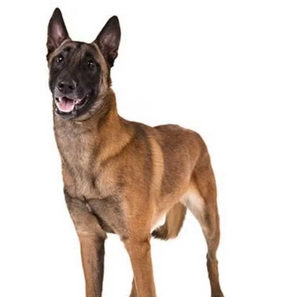 Belgian Malinois at Saltypaw Dog Grooming in Kalama, WA