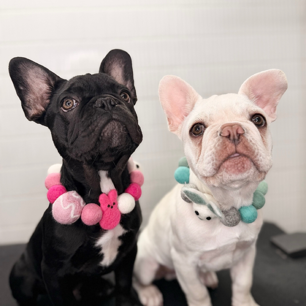 Spring Spa at The Shiny Puppy LLC in Royse City, TX