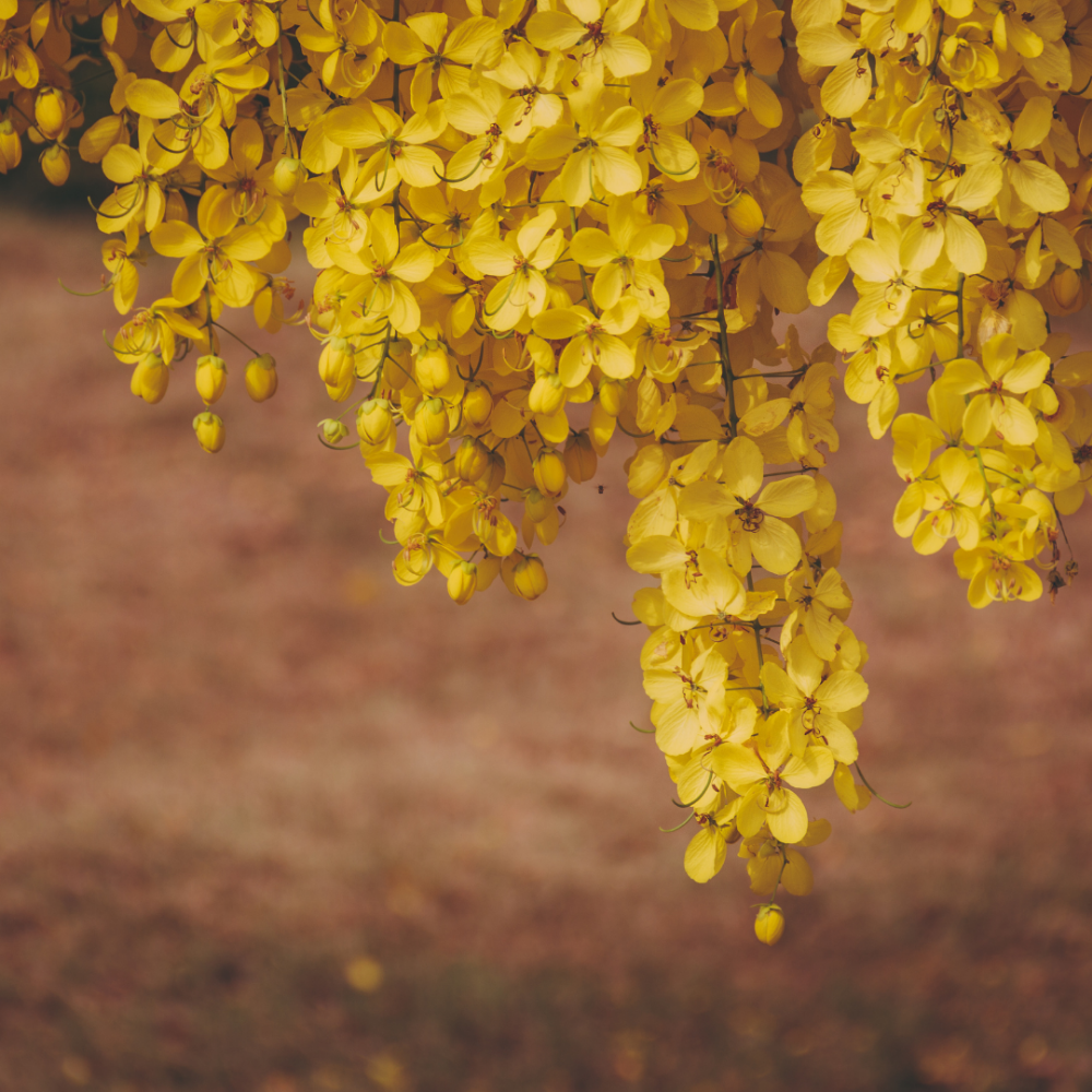 Luxury Lash Lift + Tint