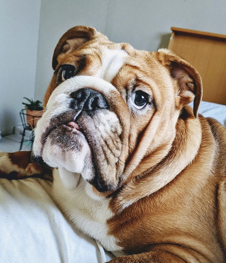 English Bulldog - Bath & Fluff