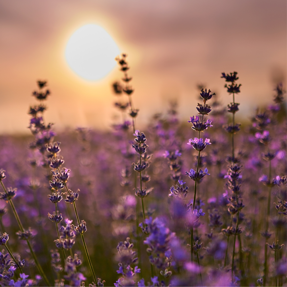 HEAD SPA + FACIAL at Lavender Layne Head Spa in Carrollton, GA