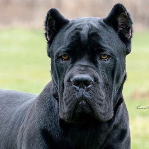 Cane Corso - Bath & Fluff