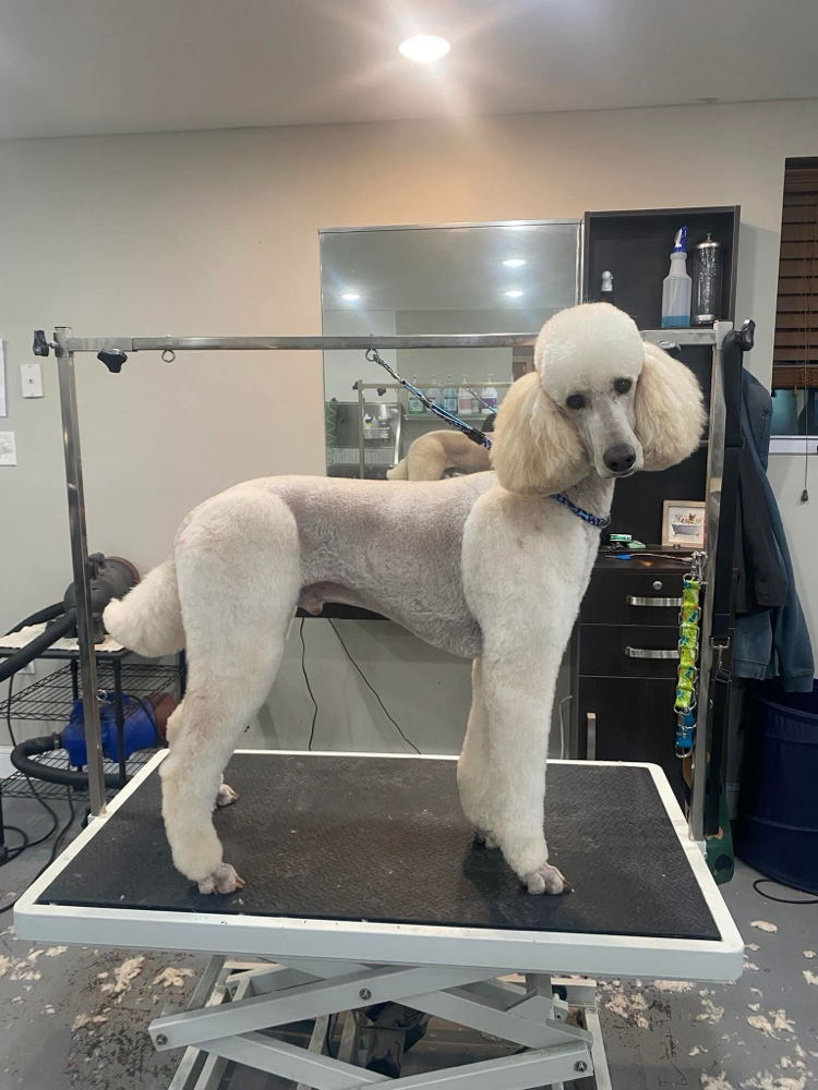 Large Dog-Full Groom