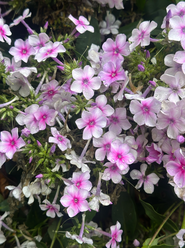 Cut W/ Color Service