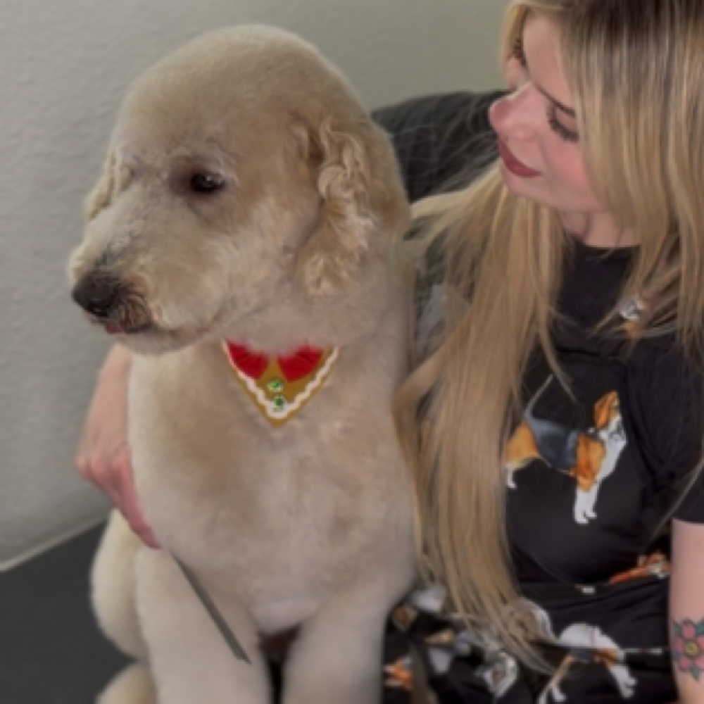 Matted/shave at The Shiny Puppy LLC in Royse City, TX