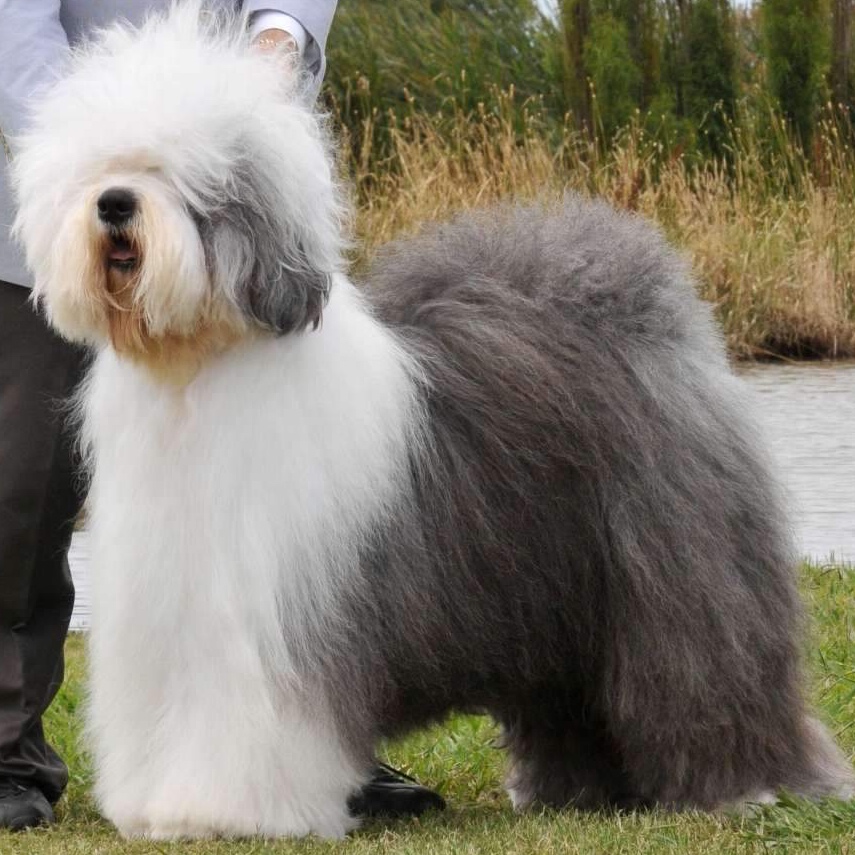 Old English Sheepdog at The Groom Room in Hope Mills, NC