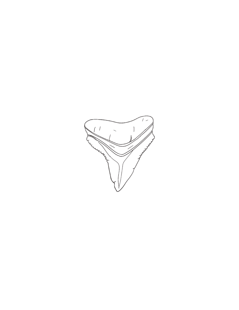 FLASH- Shark Tooth