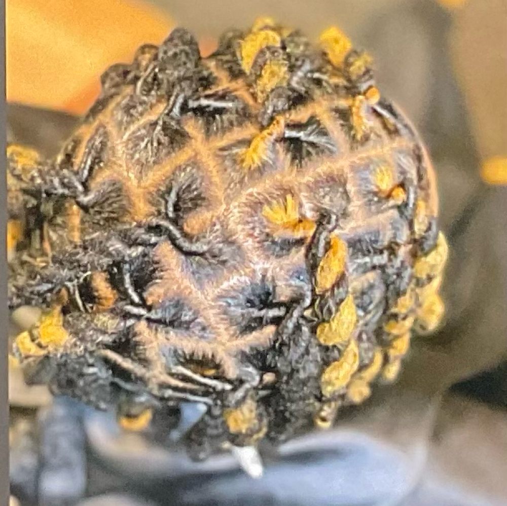 Highlight+ Style at Locs  by queen in Cleveland, OH