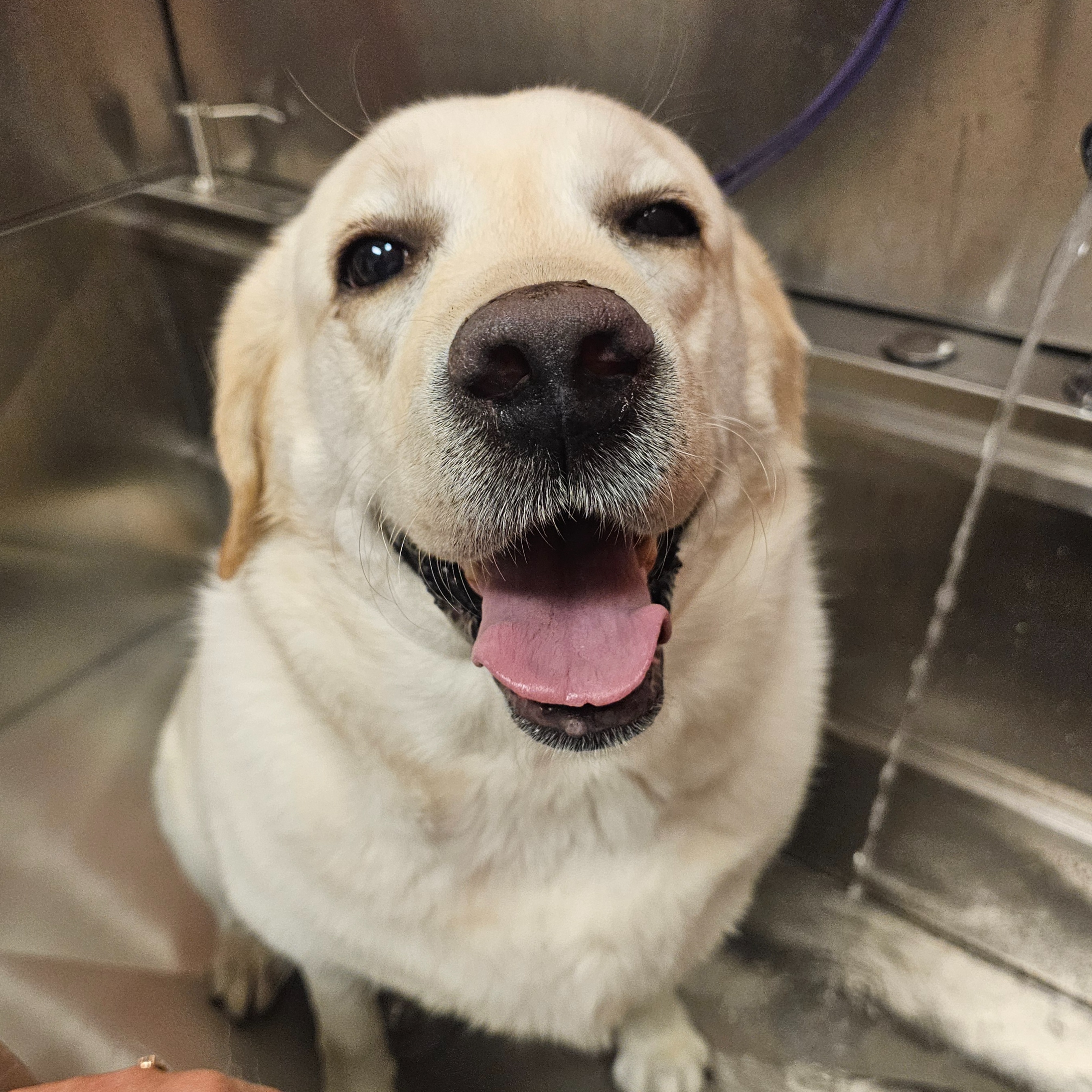 Bath & Nails at The Barkside Groomery in Georgetown, KY