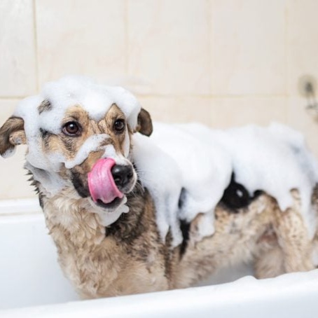 Large Dog Bath (Up to 89lbs) at Pitzers Paws Grooming in live oak, FL