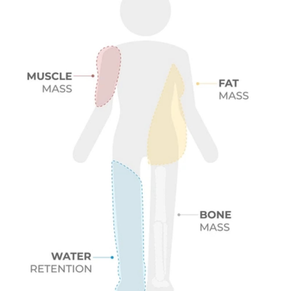 Body Composition Analysis at Safe Haven MedSpa in McAllen, TX