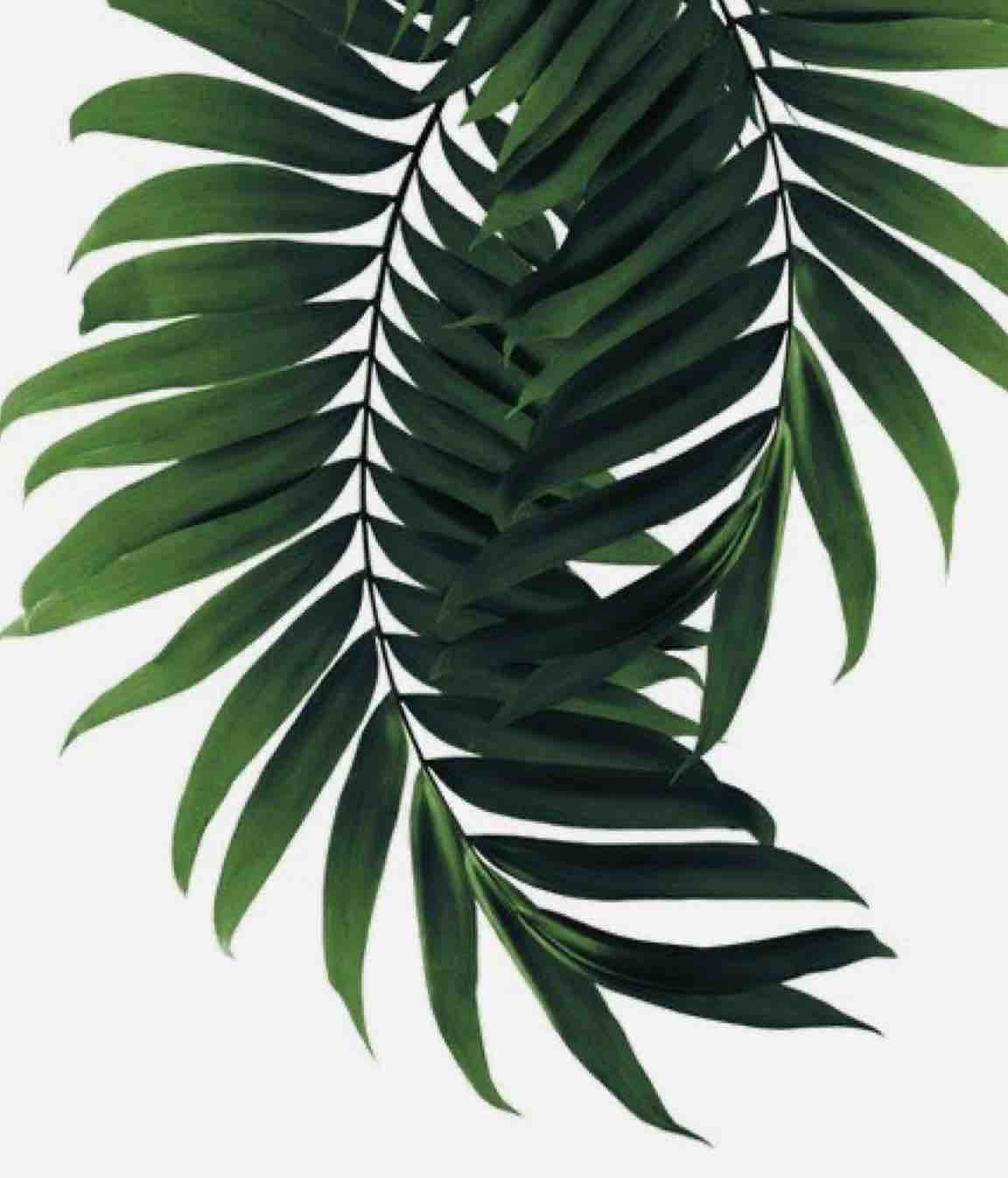 Cut