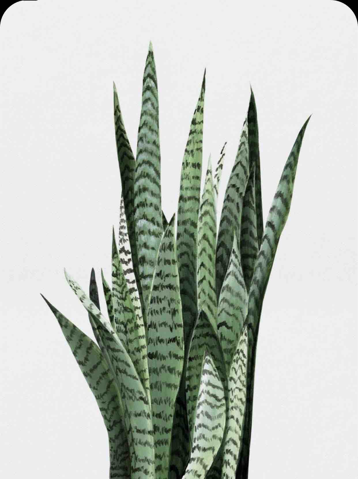 Partial Lived In Color