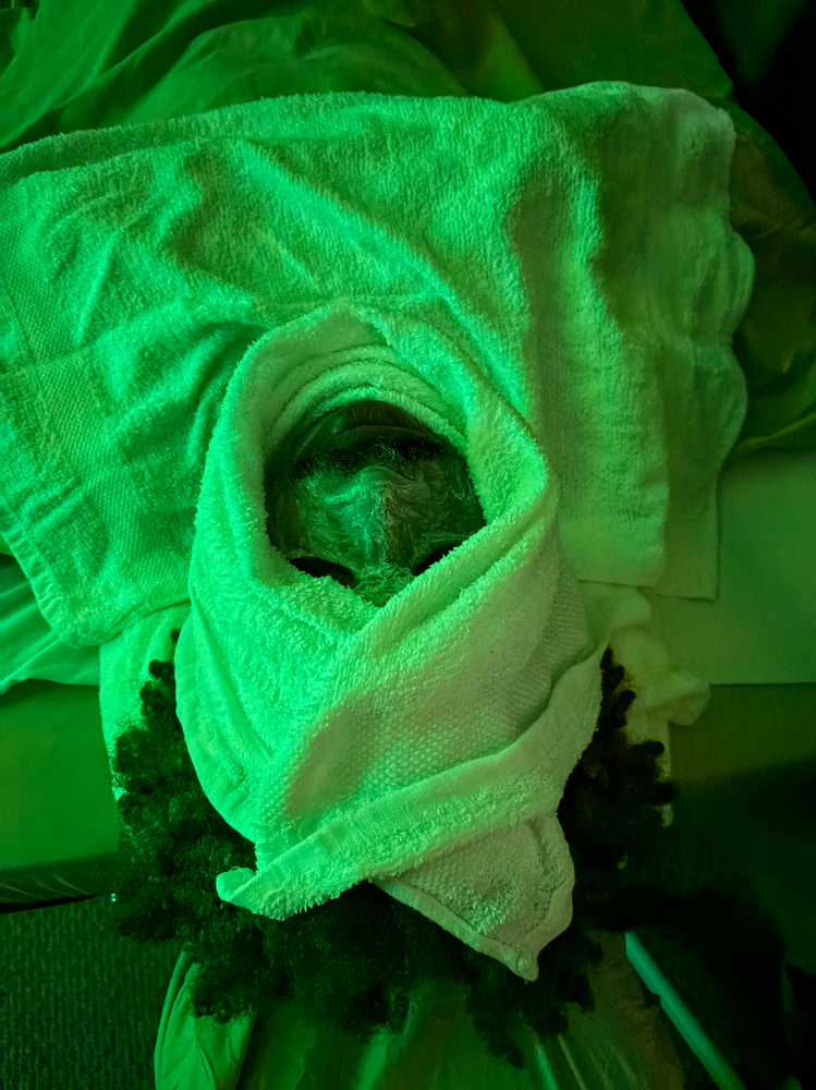 Basic H&S And Back Facial