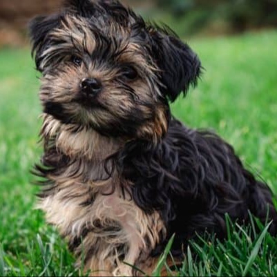Morkie at The Groom Room in Hope Mills, NC