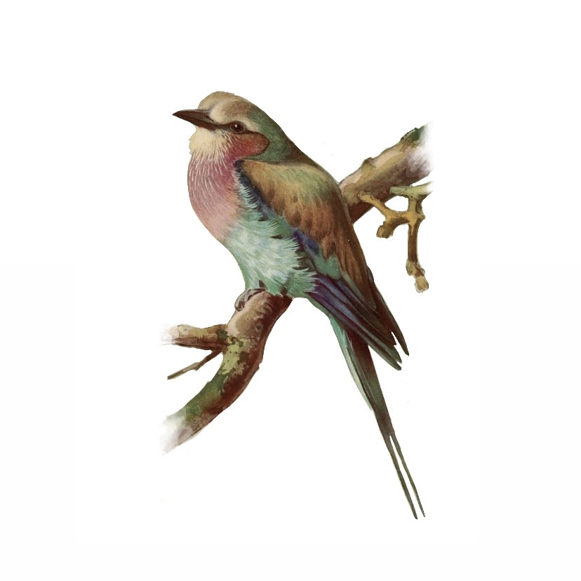 Color Vintage Bird - 2 Sessions