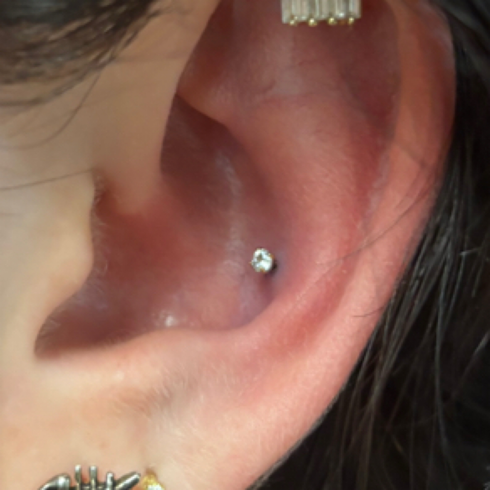 Conch at Babe And Bloom in Prescott, AZ