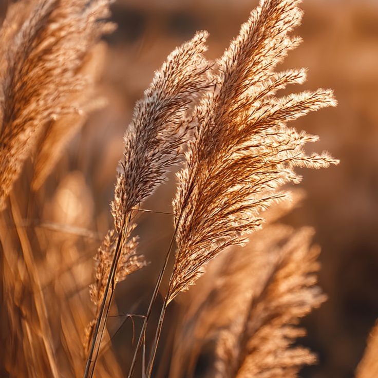 Fringe Refinement (Bangs) at Elysian Suite 116 @ The Encore Suites in Goodyear, AZ
