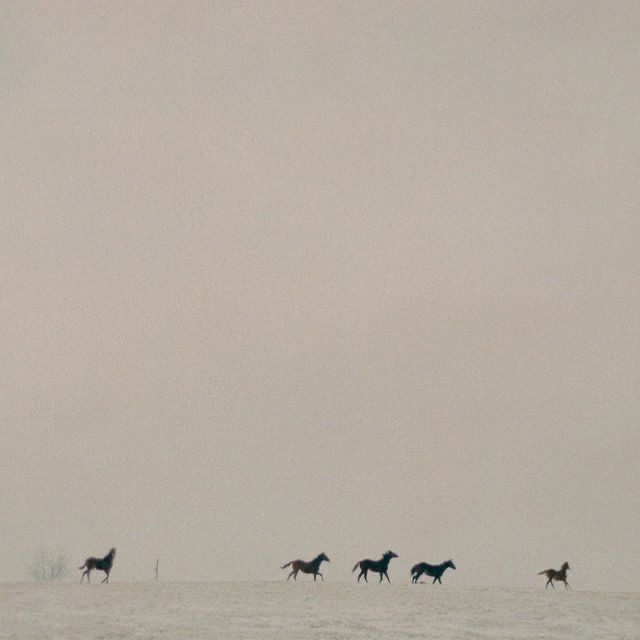 GREY BLENDING + FOILS at Arizona Darling in Tucson, AZ