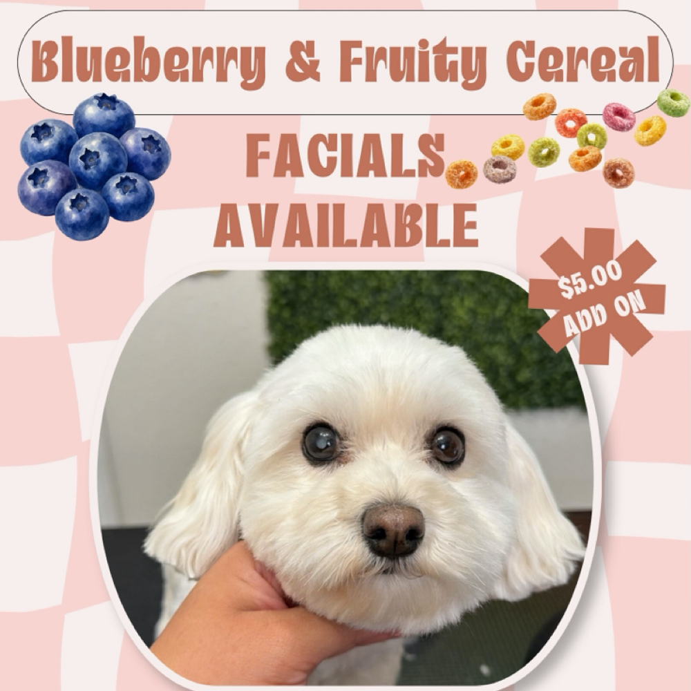 Fruity Cereal Facial at Cherry Bow Dog Grooming in Alvarado, TX