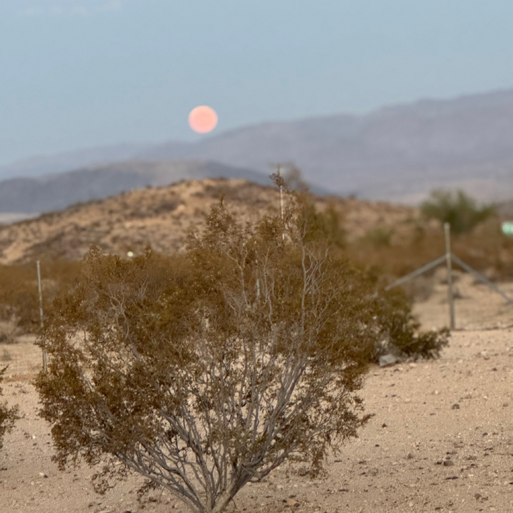 30 Min tarot Reading at Indigo Salon @ Beaumont in Lexington, KY