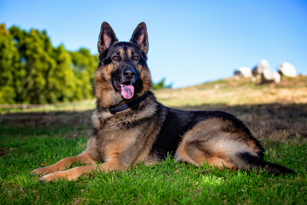 German Shepherd Bath