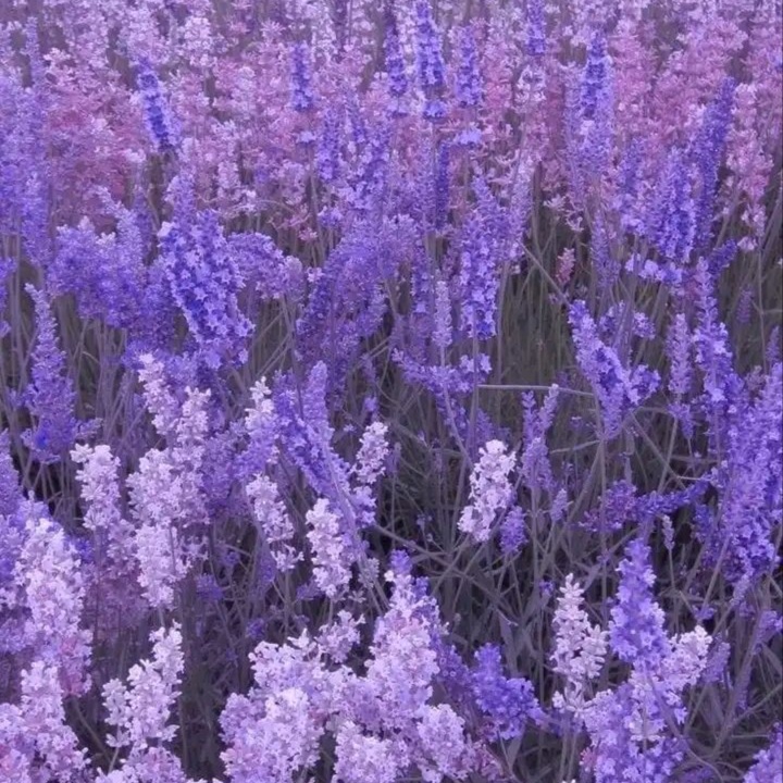 Lavender Scent at Hoosier Bronze Co. | Indiana Spray Tans