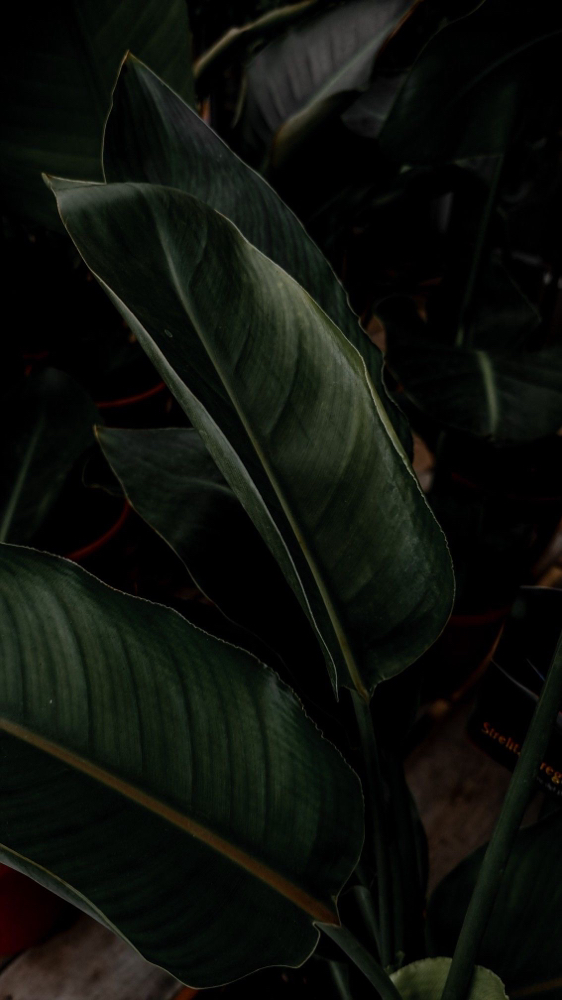 Wispy Volume Fullset at Lashedbyliyahh in Kent, WA