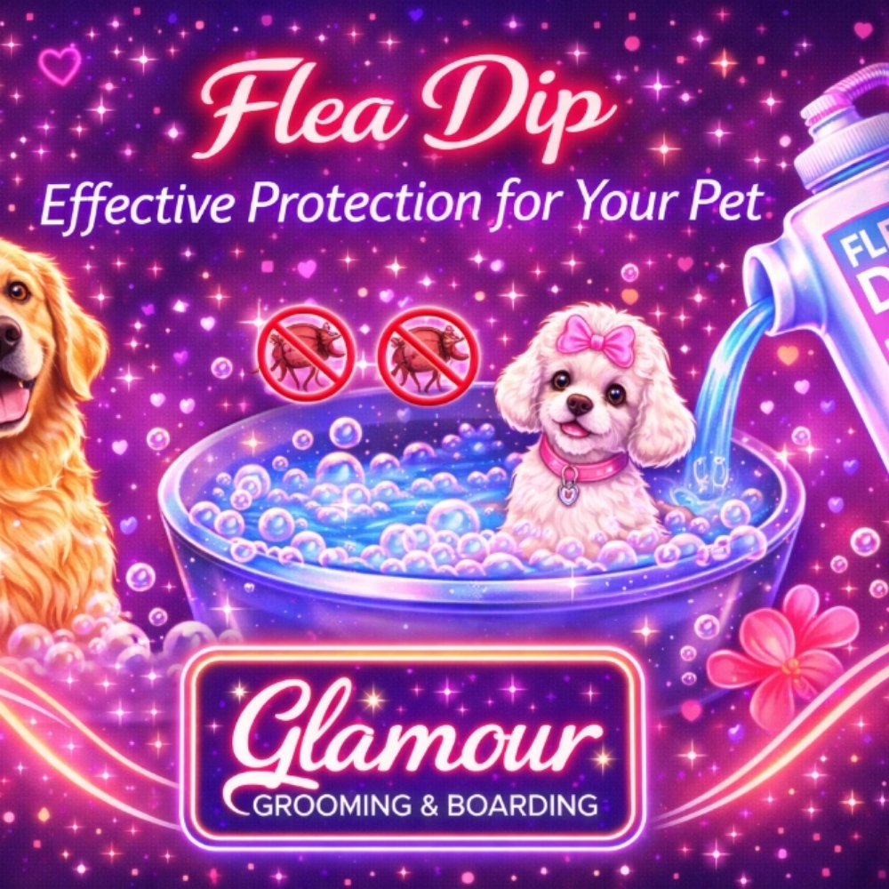 Flea Dip at Glamour Grooming And Boarding in Memphis, TN