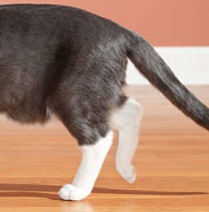 Lower Legs