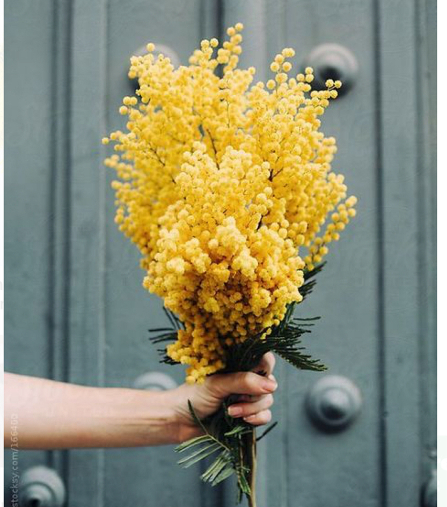 Mimosa Redemption: One 90-Min Fill
