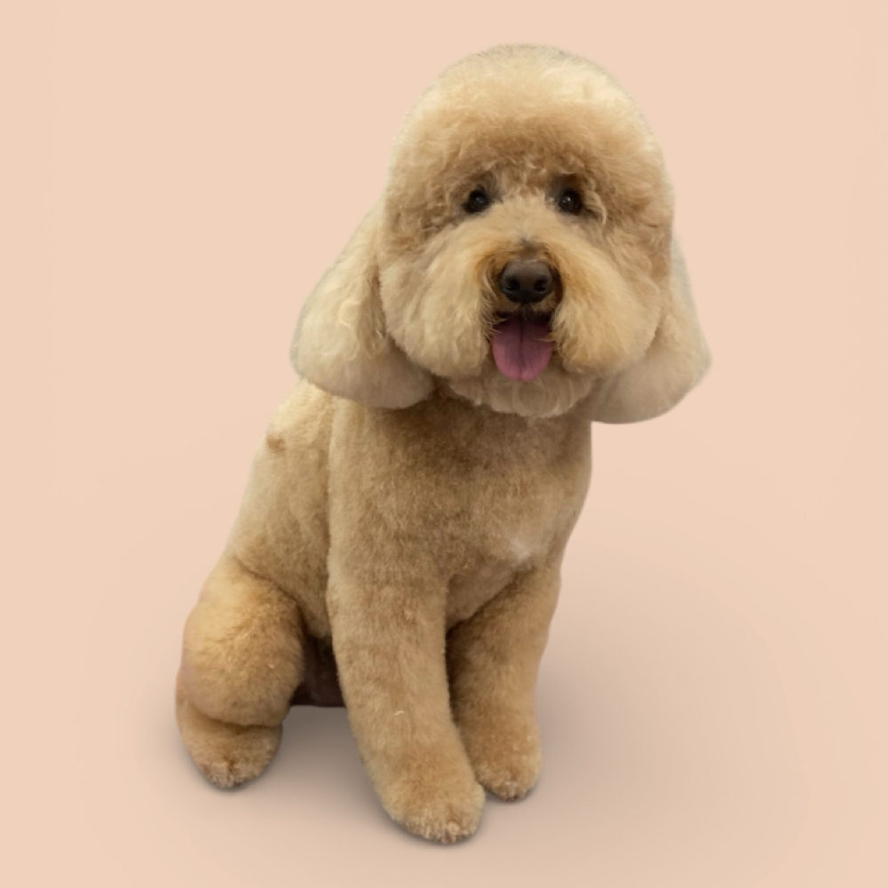 75-89lbs Haircut- Full Service at The Pet BOOtique in Carrollton, TX