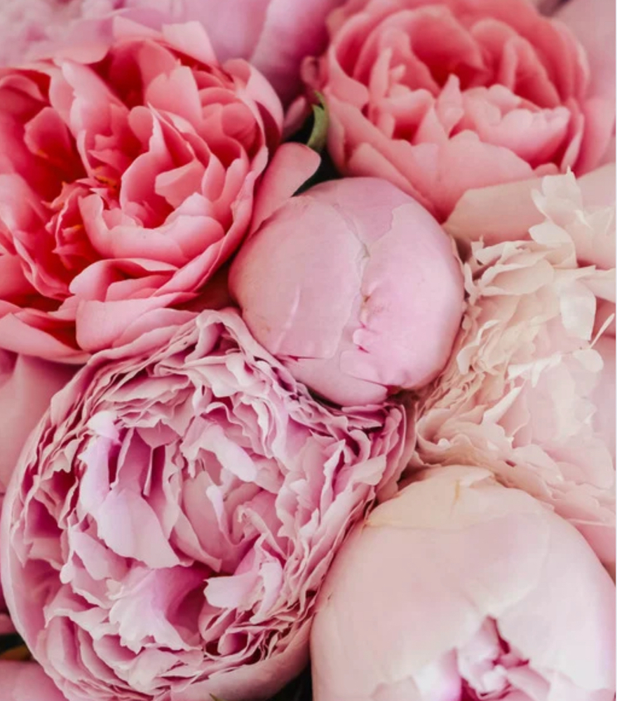 New Guest Women’s Options