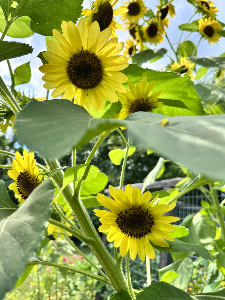 Partial Foil Highlight