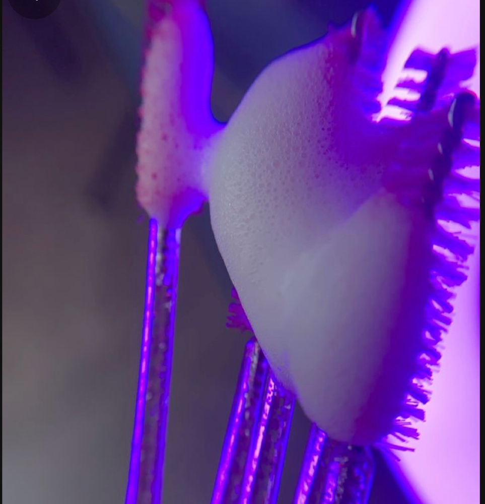 Lash Removal