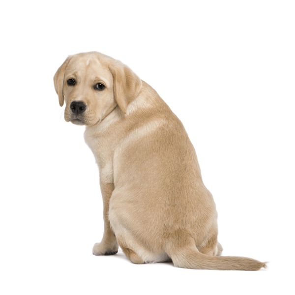 Anal Gland Expression at Shaggy Pups Grooming in Trafalgar, IN